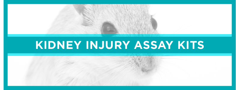 Arbor Assays Kidney Injury Assay Kits