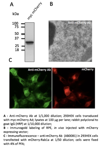 anti-mCherry Polyclonal Antibody(Cherry fluorescent protein)