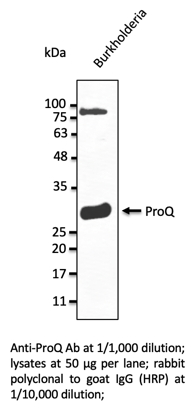 Anti-ProQ Polyclonal Antibody