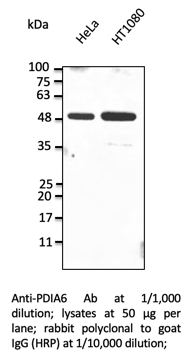 Anti-PDIA6 Polyclonal Antibody
