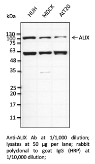 Anti-ALIX Polyclonal Antibody