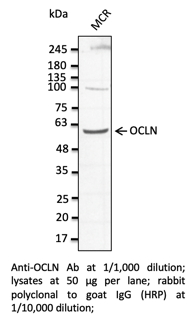 Anti-OCLN Polyclonal Antibody