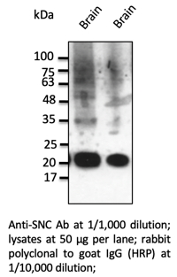 Anti-SNC Polyclonal Antibody