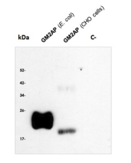 Mouse Anti-GM2AP monoclonal antibody