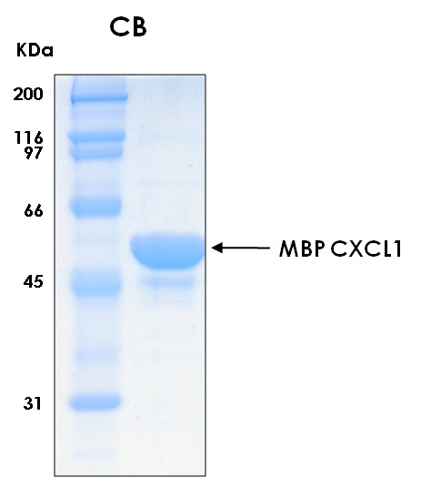 Human CXCL1 recombinant protein