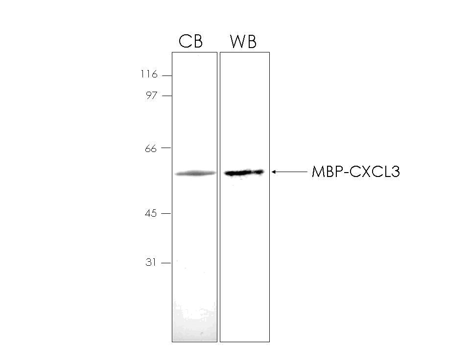 Human CXCL3 (C-X-C motif chemokine 3) recombinant protein