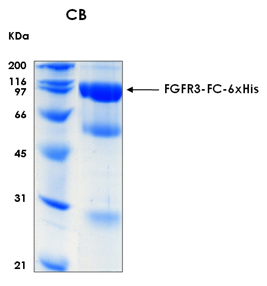 Human FGFR3 extracellular domain recombinant protein