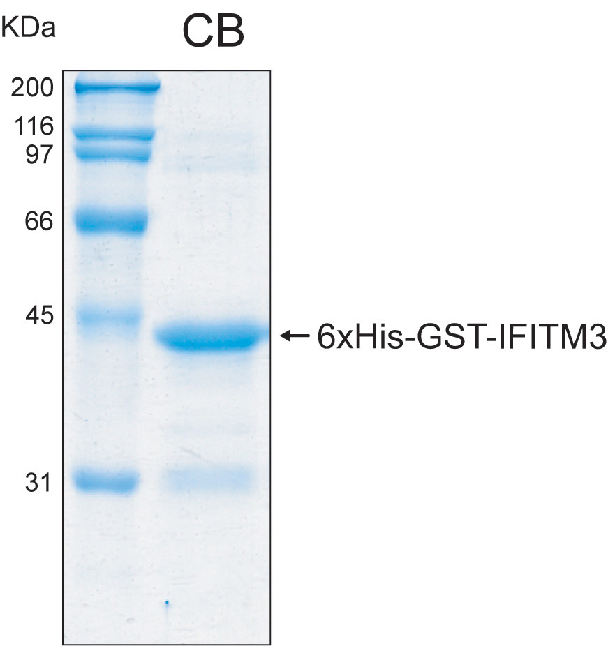Human IFITM3 recombinant protein