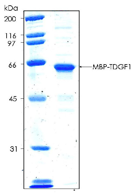 Human TDGF1  recombinant protein