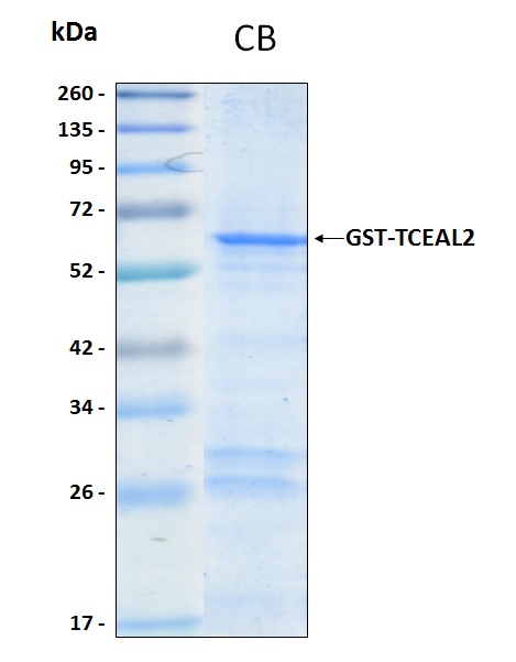 Human TCEAL2 recombinant protein