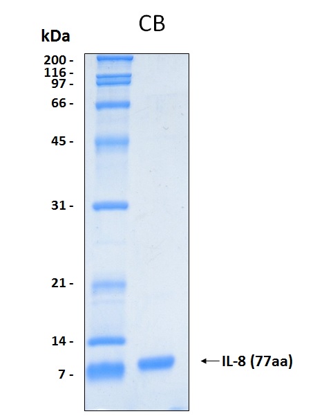 Human IL8 (77aa residues) recombinant protein without tag