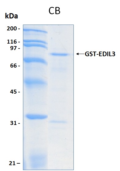 Human EDIL3 recombinant protein