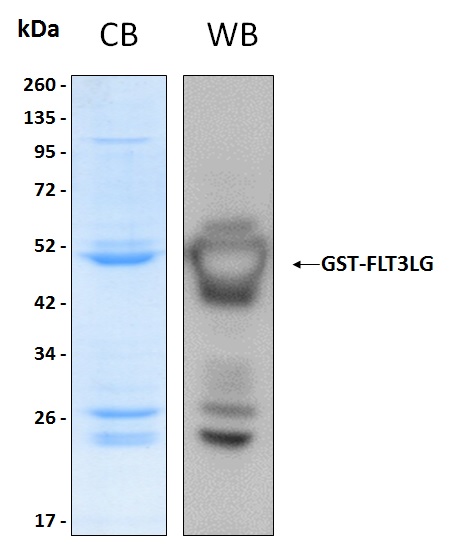Human FLT3LG recombinant protein
