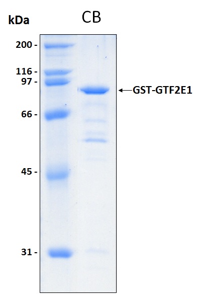 Human GTF2E1 recombinant protein