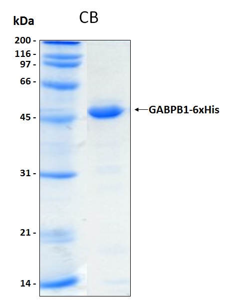 Human GABPB1 recombinant protein