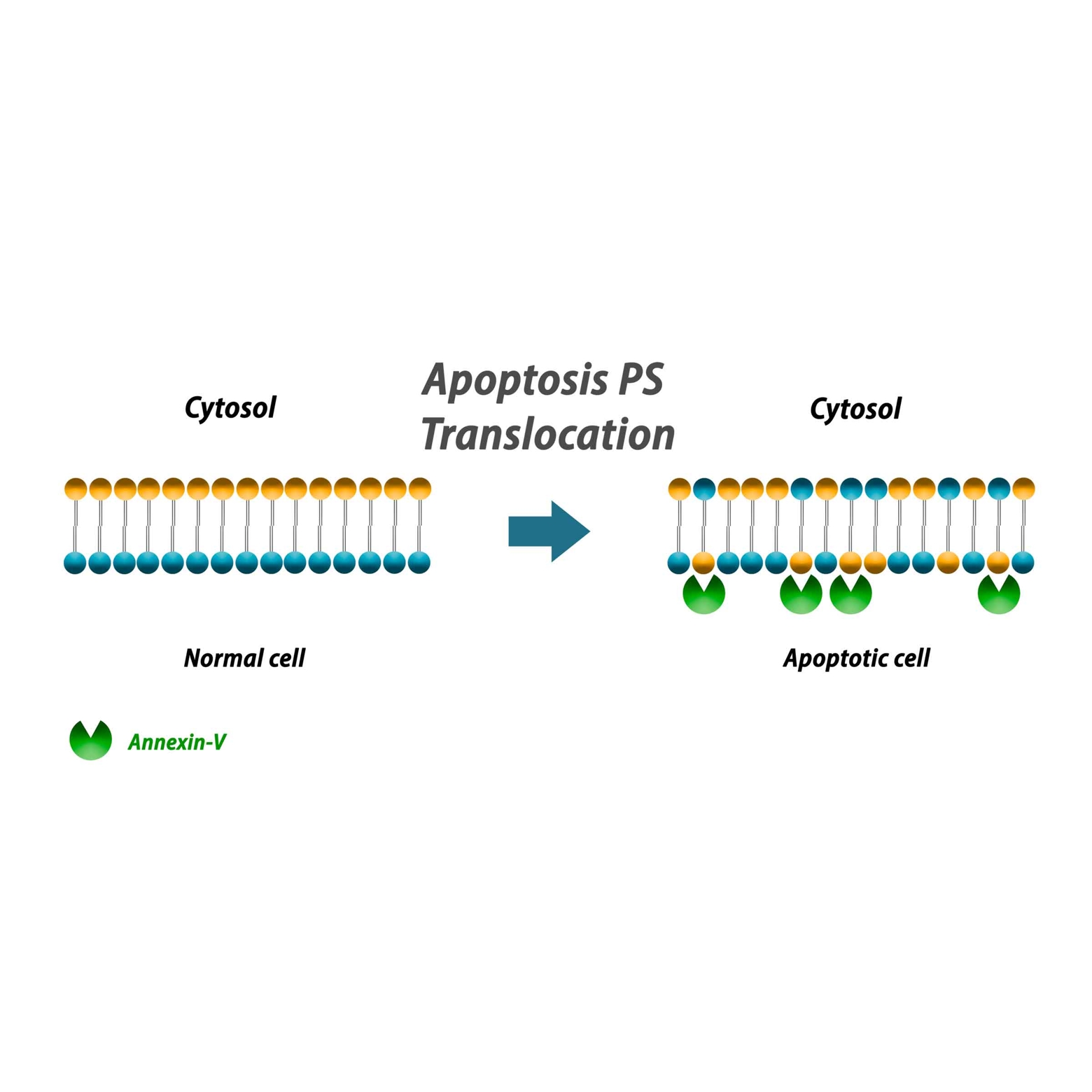 Annexin V Apoptosis Detection Kit-BiotinAnnexin V细胞凋亡检测试剂盒-Biotin