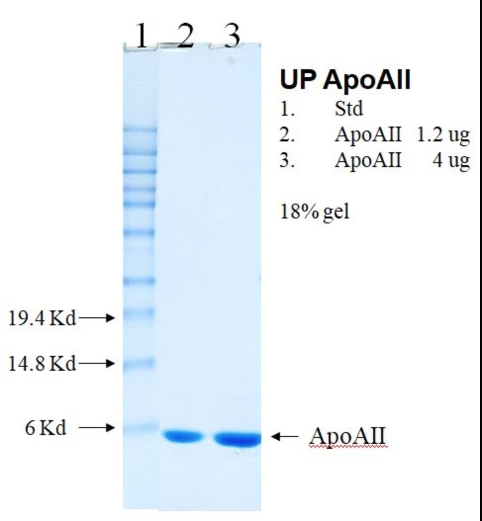 Human Apolipoprotein AII(Apo AII)人载脂蛋白AII