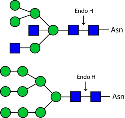 Endoglycosidase H(Endo H)，内切糖苷酶H