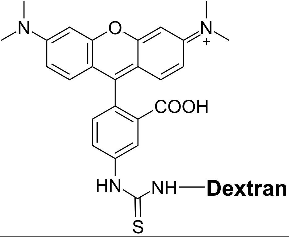 TRITC–dextran conjugate (average MW = ~20K)