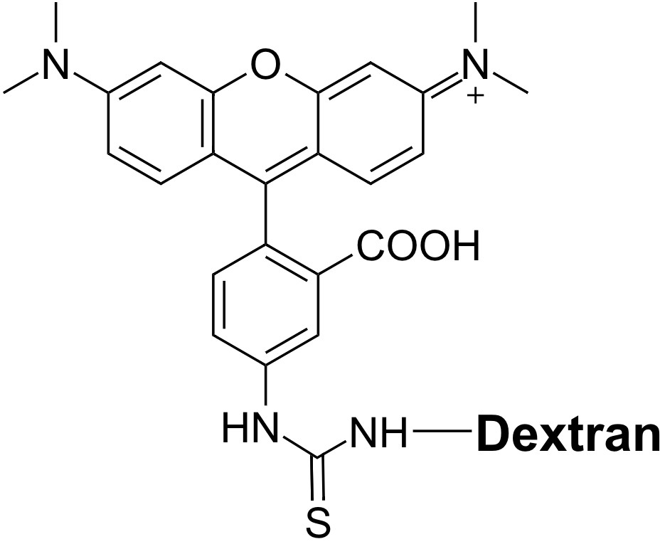 TRITC–dextran conjugate (average MW = ~70K)