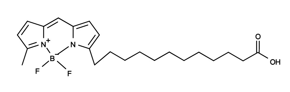 C1-Bodi Fluor 500/510-C12 [equivalent to BODIPY® 500/510 C1, C12