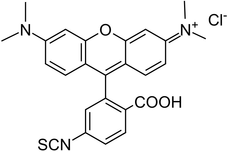 6-TRITC [Tetramethylrhodamine-6-isothiocyanate] *CAS 80724-20-5*