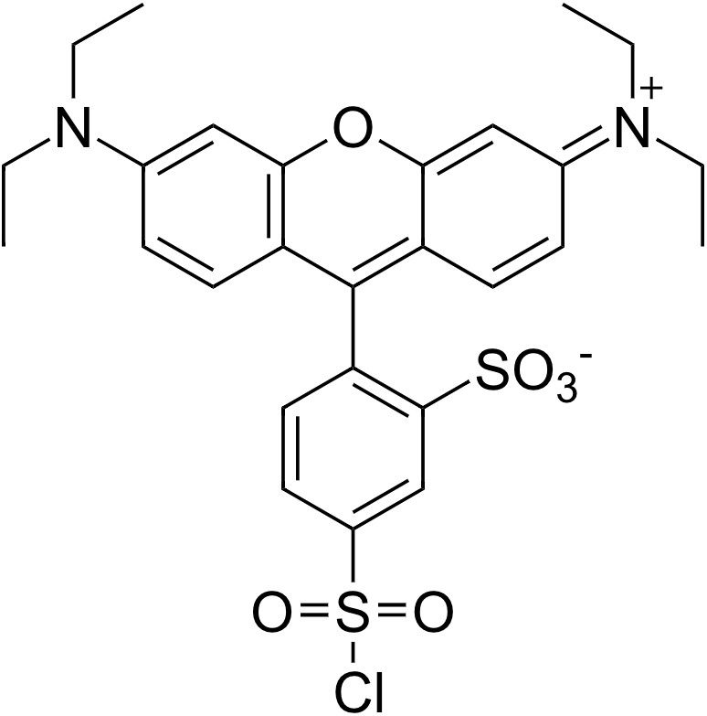 Lissamine Rhodamine B Sulfonyl Chloride [Sulforhodamine B sulfon