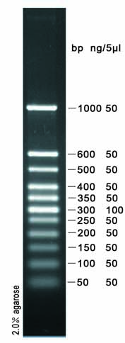 50bp plus DNA ladder (50-1000bp)