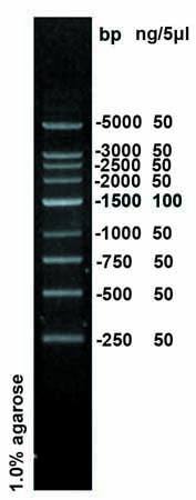 250bp DNA ladder (250-5000bp)