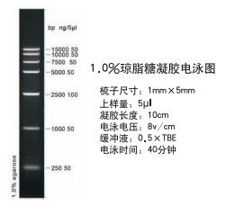 D15000 DNA ladder (250-15000bp)