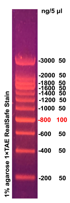 200bp DNA ladder (200-3000bp)