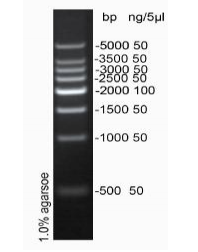 500bp DNA ladder (500-5000bp)