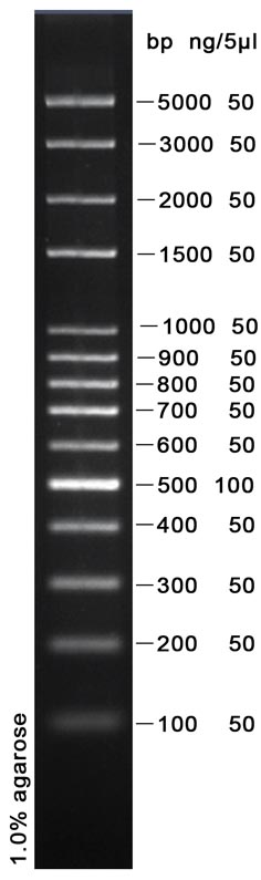 100bp plus DNA ladder (100-5000bp)