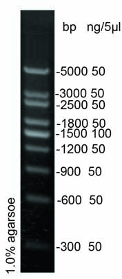 300bp DNA ladder (300-5000bp)
