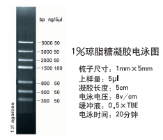 DNA Marker III (300-5000bp)