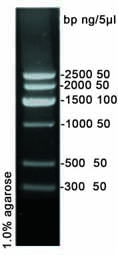 DNA Marker VII (300-2500bp)