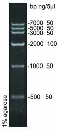 DNA Marker IV (500-7000bp)