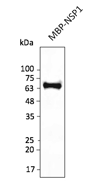 Anti-NSP1 (SARS-CoV-2) Antibody