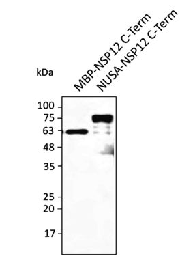 Anti-NSP12 (SARS-CoV-2) Antibody