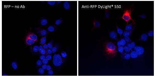 Anti-RFP Antibody, DyLight®550