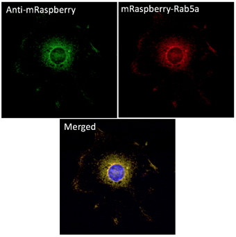 Anti-mRaspberry Antibody