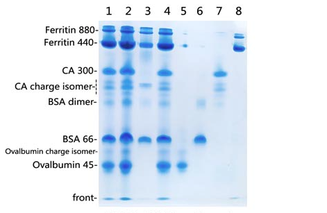 非变性电泳蛋白质Marker(45-880 kD)