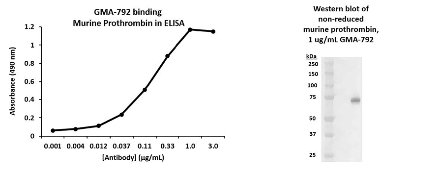 Rat Anti-Murine Prothrombin抗体(GMA-792)