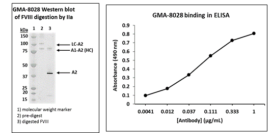 Murine Anti-Factor VIII抗体(GMA-8028)